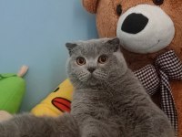 Erkek scottish fold kedime eş arıyorum