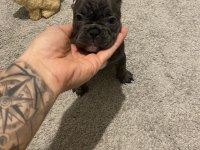 60 günlük french bulldog yavrular