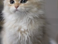 British Longhair Bebeğim yeni yuvasını bekliyor