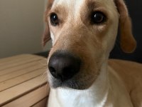 4 yaşında Dişi Labrador Köpeği