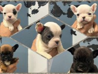 Safkan French Bulldog Yavrularımız 45 Günlük