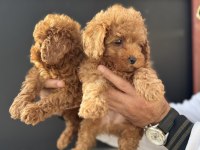 Petmode köpek çiftliğinden toy poodle yavrularımız