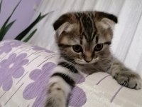Scottish Fold (2 paticik) ve British Shorthair (1 Paticik)