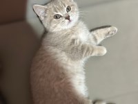 Safkan scottish fold yavru