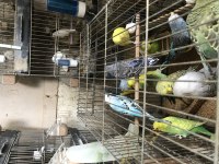 Yavru anaç sağlıklı muhabbet kuşu