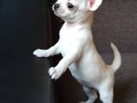 Teacup KAR BEYAZ chihuahua bebekleri GELDİ