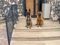 Hakiki orijinal Belçika Malinois Yavrular 2 aylık