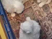 Maltese terrier yavru köpeklerimiz