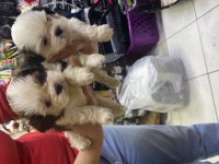 A kalite shih tzu yavrular