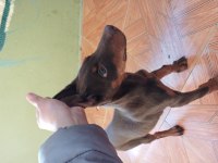 King kızıl doberman aşıları tam