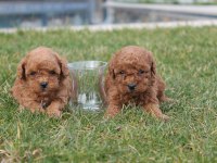 TEDDY KORE POODLE YAVRULARI