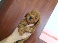 POODLE YAVRULARI ÜCRETSİZ DEĞİLDİR