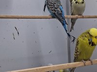 Show Jumbo Muhabbet Kuşları