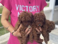 Redbrown kore toy poodle yavrularımız