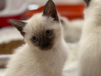 british blue point siyam kedisi kırması