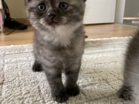 British Shorthair Kediler Enerjilerine Yetişemiyoruz