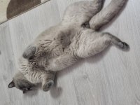 British shorthair bende buradayım evimi arıyorum