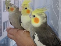 Güzeller Güzeli Bebek Bebeği Kuşlar