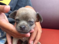 orjinal chihuahua mavi gözlü yavru