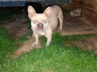Maviş gözlü french bulldog köpeğim