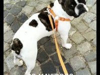 French bulldog ömürlük yuvaları olacak ailelerini arıyorlar