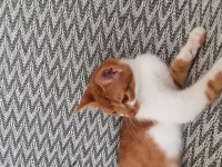 MIRMIRCI OYUNCU SAKİN SÜPER KEDİMİZ SARI