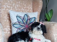 A Kalite Şecereli Shih Tzu Yavruları