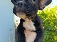 3 Aylık french bulldog yavrularımız