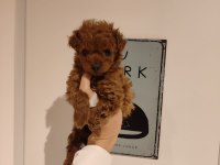 Kilo ve boy garantili poodle yavrularım