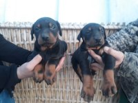 Üst kalite doberman yavrularım