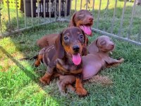 Dachshund mikro sosis yavrular özel renkler