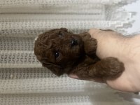 Red brown toy poodle