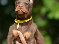 Son derece sağlıklı ve kaliteli doberman bebekler