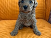 MALTİPOO YAVRULAR (4 TANE MEVCUTTUR)