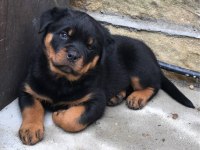 Hayalinizdeki Rottweiler Yavrusu Sizi Bekliyor