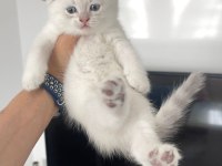 Scottish Fold 47 Günlük Erkek Yavru Uyguna