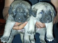 DİŞİ ERKEK SAFKAN SİVAS KANGAL YAVRULAR