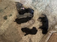 Çok sağlıklı cane corso