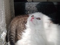 British longhair 1.5 aylık