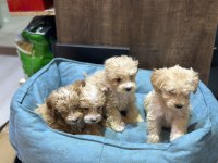 Maltipoo 2 aylık bebekler