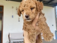 Saf kan aşılı bebek gibi poodle yavrular uygun