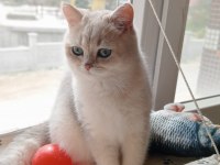 Şecereli golden erkek british shorthair kedime eş arıyorum