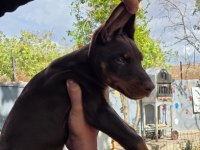 A Class Doberman Yavrular Kapıda Ödeme