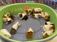 Sevimli ve Enerjik Guinea Pig Yavrularla Siz de Tanışın!