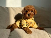 TOY POODLE YAVRU