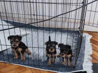 Yorkshire Terrier 3 Yaşında
