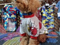 Erkek toy poodle