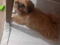 Güzellik sevimli ve bağımlılık abidesi köpeğimiz
