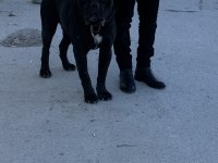 4 nisan doğumlu cane corso anne baba secereli