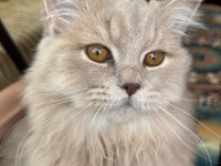 İnanılmaz güzellikte Longhair British - İRMİK